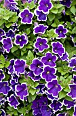 PETUNIA RHYTHM & BLUES