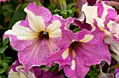 PETUNIA SOPHISTICA LIME BICOLOR