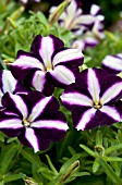 PETUNIA SUN SPUN PURPLE STAR