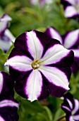 PETUNIA SUN SPUN PURPLE STAR