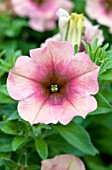 PETUNIA SUNCATCHER VINTAGE ROSE