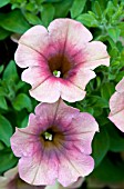 PETUNIA SUNCATCHER VINTAGE ROSE