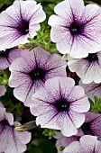 PETUNIA SURFINIA BLUE VEINED