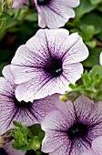 PETUNIA SURFINIA BLUE VEINED