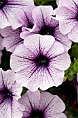 PETUNIA SURFINIA BLUE VEINED