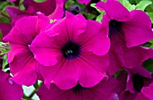 PETUNIA SURFINIA GIANT PURPLE