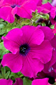 PETUNIA SURFINIA GIANT PURPLE