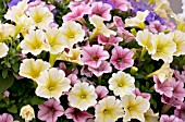 PETUNIA SURFINIA MIX