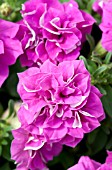 PETUNIA SURFINIA SUMMER DOUBLE ROSE