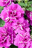 PETUNIA SURFINIA SUMMER DOUBLE ROSE