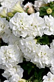 PETUNIA SURFINIA SUMMER DOUBLE WHITE