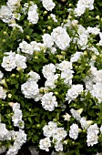 PETUNIA SURFINIA SUMMER DOUBLE WHITE