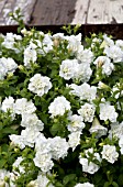 PETUNIA SURFINIA SUMMER DOUBLE WHITE