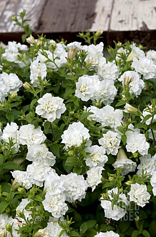 PETUNIA_SURFINIA_SUMMER_DOUBLE_WHITE