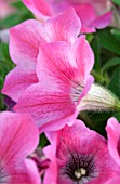 PETUNIA WHISPERS STAR ROSE