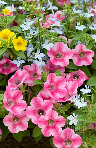 PETUNIA_WHISPERS_STAR_ROSE