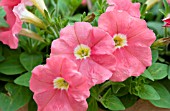 PETUNIA MILLIFLORA PICOBELLA CASCADE SALMON