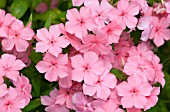 PHLOX ASTORIA PEACH