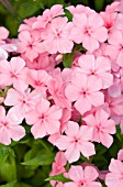 PHLOX ASTORIA PEACH