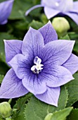 PLATYCODON ASTRA SEMI-DOUBLE BLUE