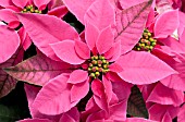 POINSETTIA PRINCETTIA DARK PINK