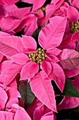 POINSETTIA PRINCETTIA DARK PINK