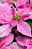 POINSETTIA PRINCETTIA HOT PINK