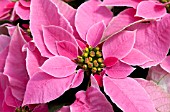 POINSETTIA PRINCETTIA HOT PINK