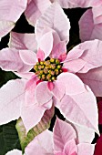 POINSETTIA PRINCETTIA PINK