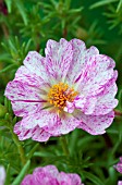 PORTULACA GRANDIFLORA HAPPY TRAILS PEPPERMINT