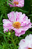 PORTULACA GRANDIFLORA HAPPY TRAILS PEPPERMINT