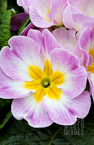 PRIMULA_ACAULIS_DANOVA_APPLEBLOSSOM_BICOLOR