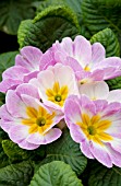 PRIMULA ACAULIS DANOVA APPLEBLOSSOM BICOLOR