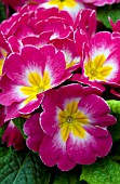 PRIMULA ACAULIS DANOVA ROSE AND WHITE BICOLOR