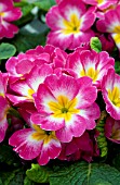 PRIMULA ACAULIS DANOVA ROSE AND WHITE BICOLOR