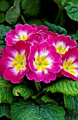 PRIMULA ACAULIS PAGEANT ROSE PINK BICOLOR