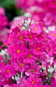 PRIMULA MALACOIDES PRIMA CARMINE ROSE