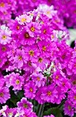 PRIMULA MALACOIDES PRIMA LILAC