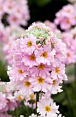 PRIMULA MALACOIDES PRIMA PINK