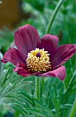 PULSATILLA VULGARIS PINWHEEL DARK RED SHADES