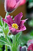 PULSATILLA VULGARIS PINWHEEL DARK RED SHADES