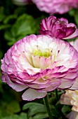 RANUNCULUS BLOOMINGDALE BLUE BICOLOR