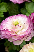 RANUNCULUS BLOOMINGDALE BLUE BICOLOR