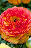 RANUNCULUS BLOOMINGDALE ORANGE BICOLOR