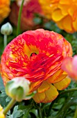 RANUNCULUS BLOOMINGDALE ORANGE BICOLOR