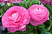 RANUNCULUS BLOOMINGDALE PINK SHADES