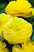 RANUNCULUS BLOOMINGDALE PURE YELLOW