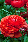 RANUNCULUS BLOOMINGDALE RED SHADES