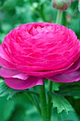RANUNCULUS BLOOMINGDALE ROSE SHADES