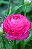 RANUNCULUS BLOOMINGDALE ROSE SHADES